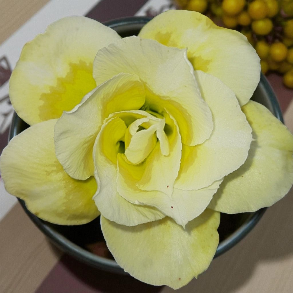Adenium R178
