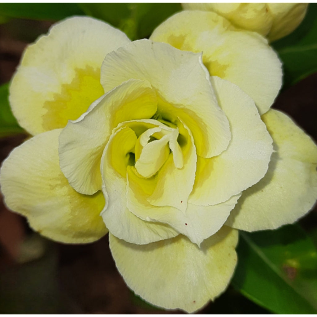 Adenium R178