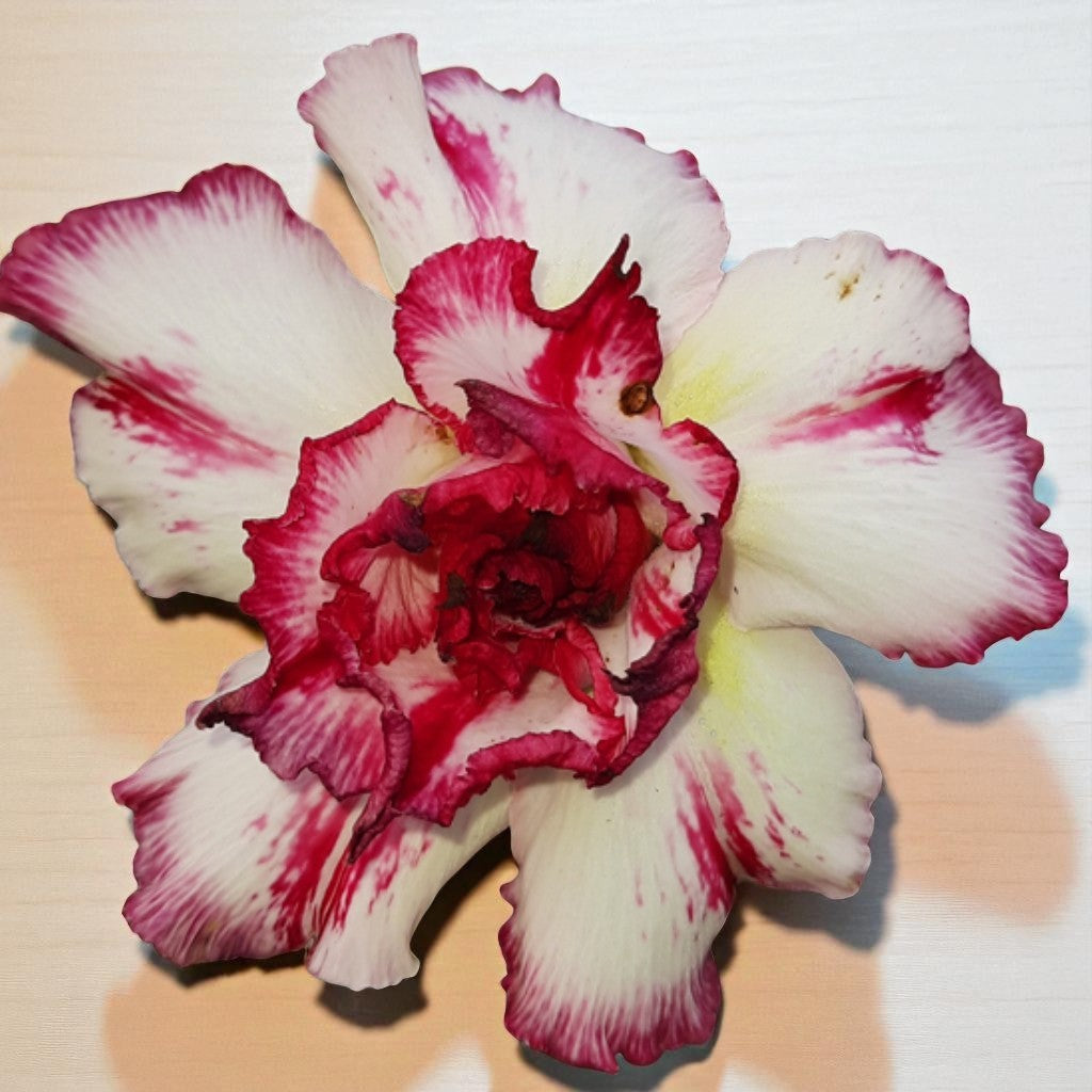 Adenium R179