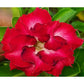 Adenium R18