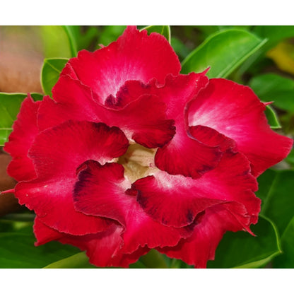 Adenium R18