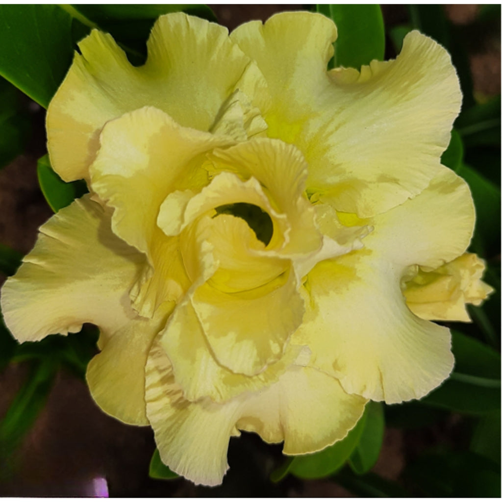 Adenium R180