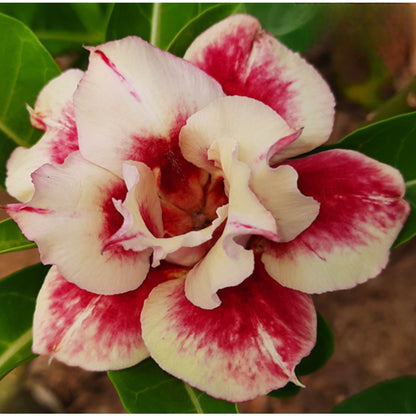 Adenium R181