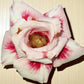 Adenium R182