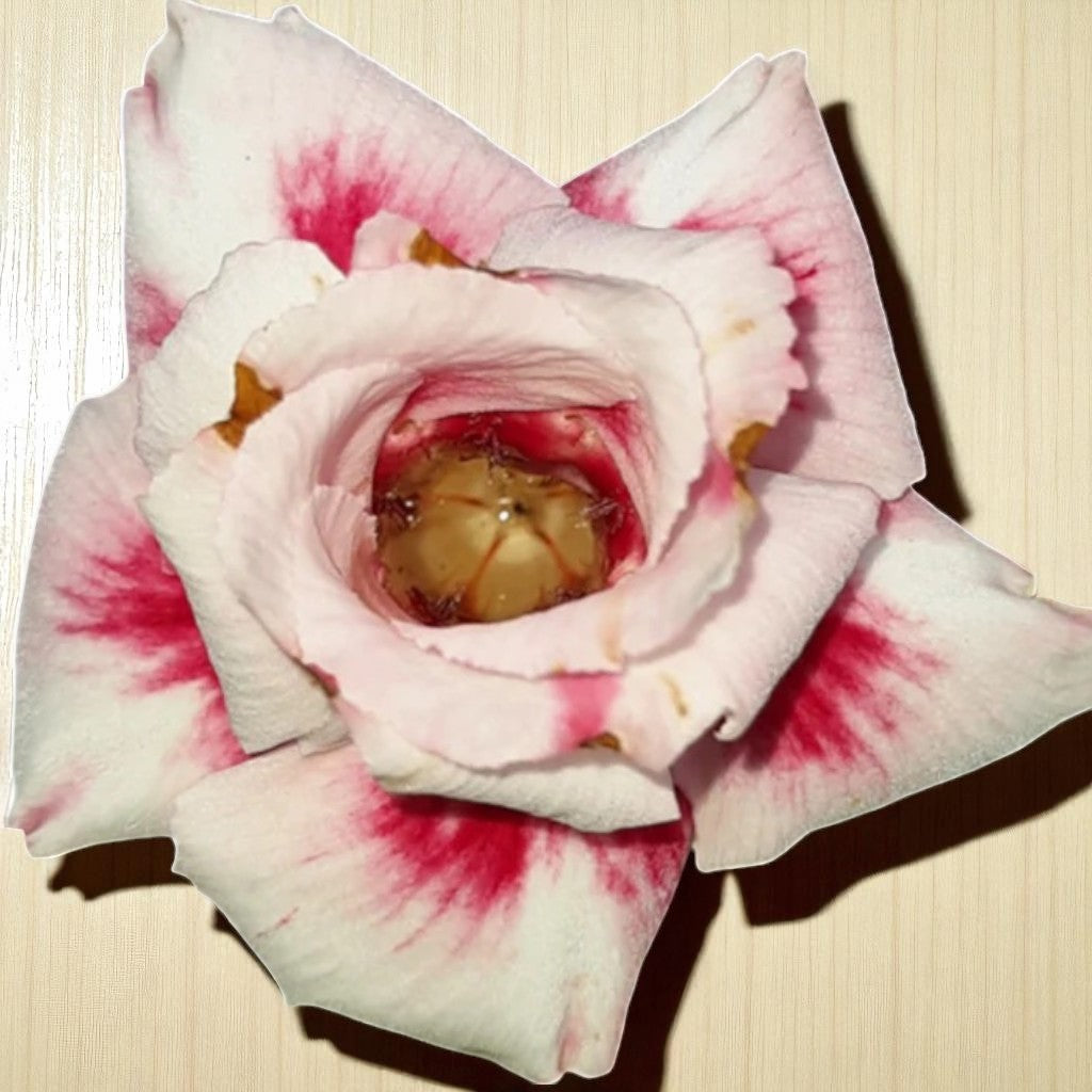 Adenium R182