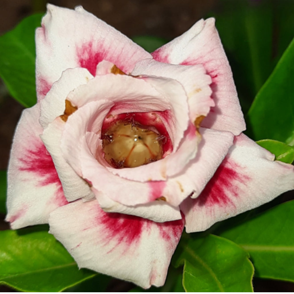 Adenium R182