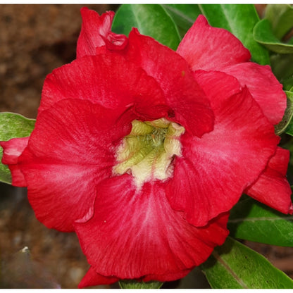 Adenium R183