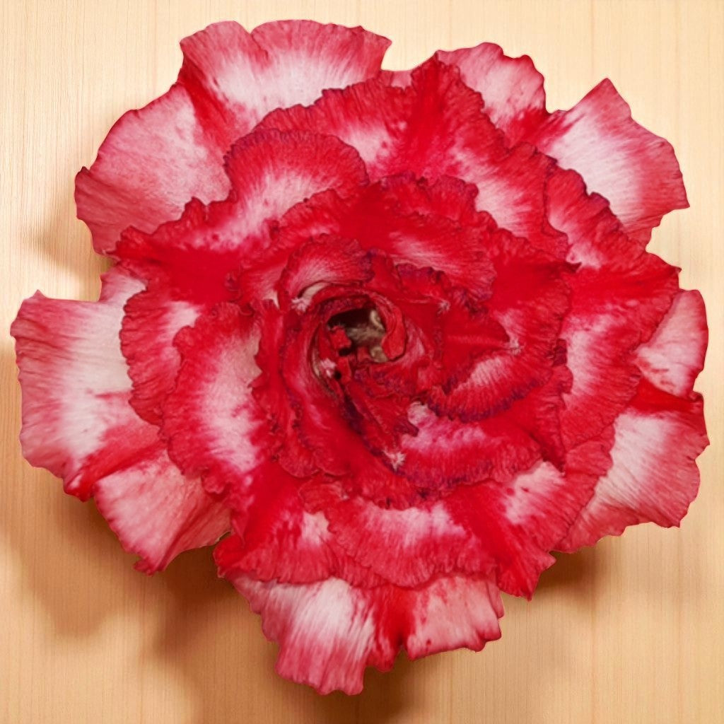 Adenium R185