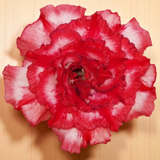 Adenium R185