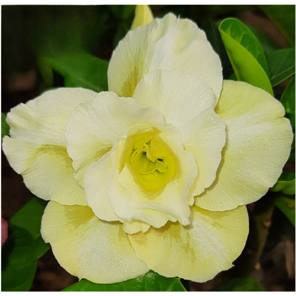 Adenium R186