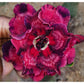 Adenium R188