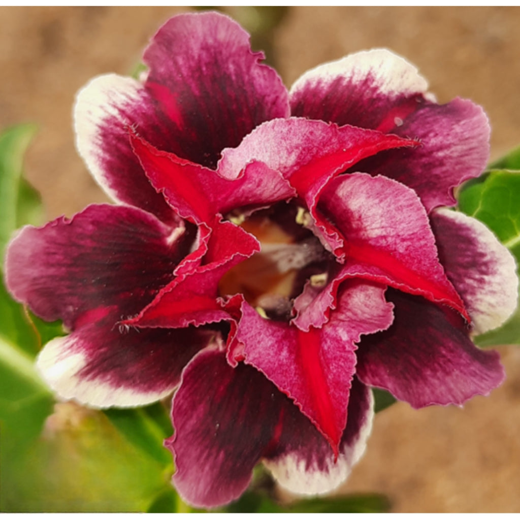 Adenium R195