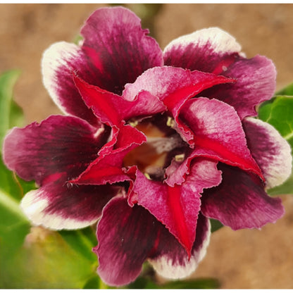 Adenium R195