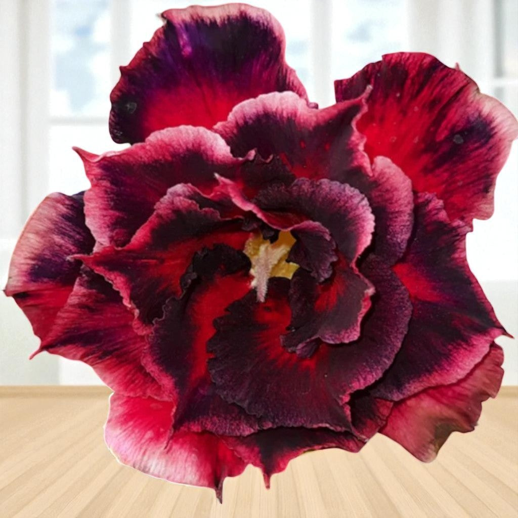 Adenium R197