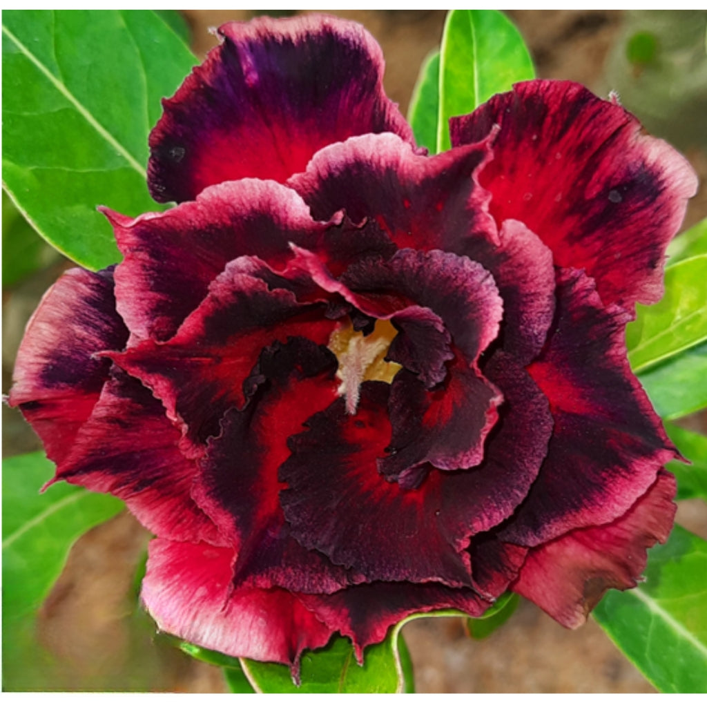 Adenium R197