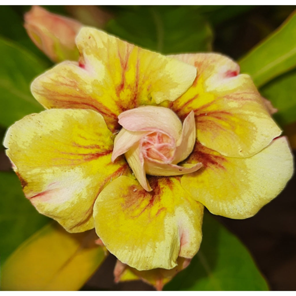 Adenium R198