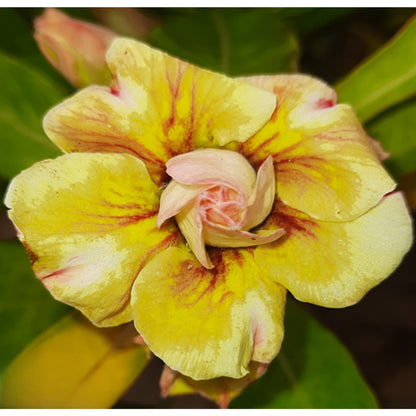 Adenium R198