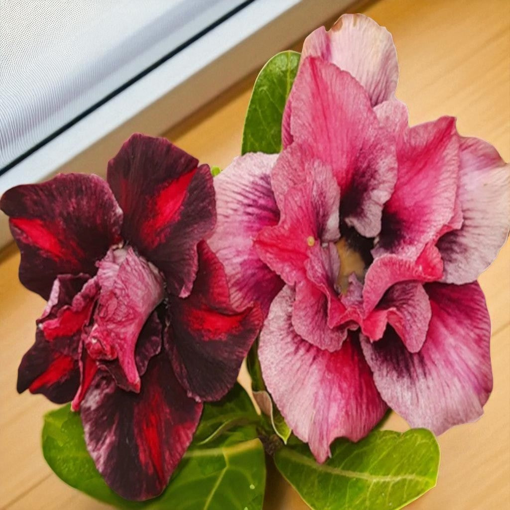 Adenium R199