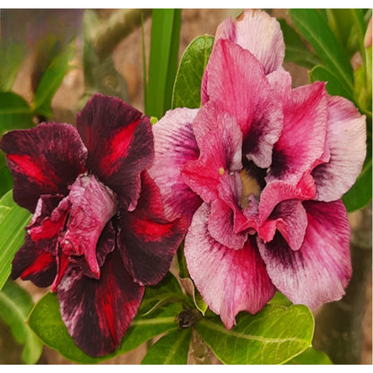 Adenium R199