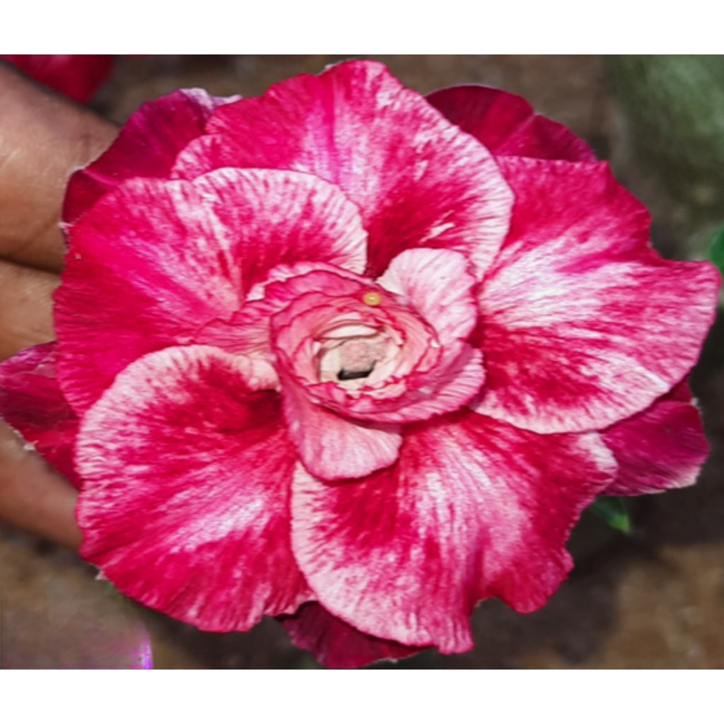 Adenium R207