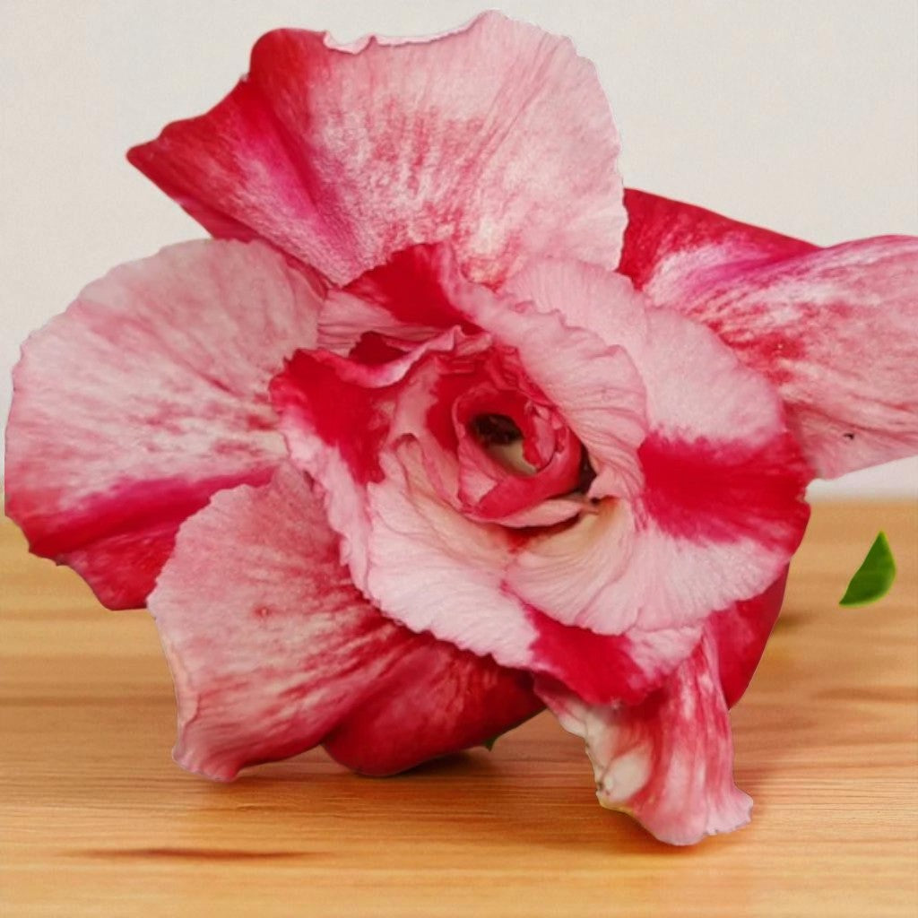 Adenium R208