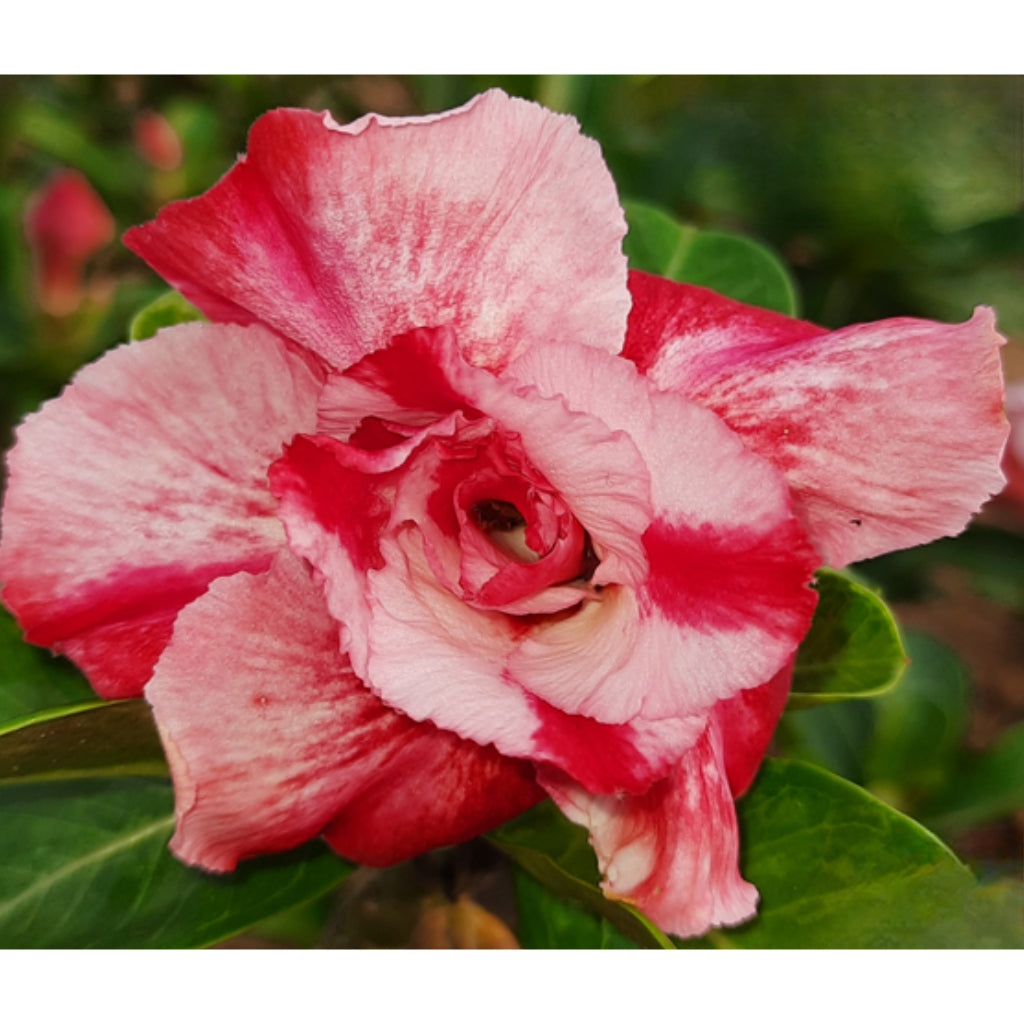 R208 Sign Adenium R208 – Plant Orbit