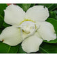 Adenium R21