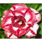 Adenium R210
