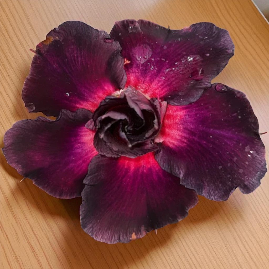 Adenium R214