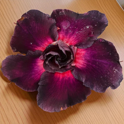 Adenium R214