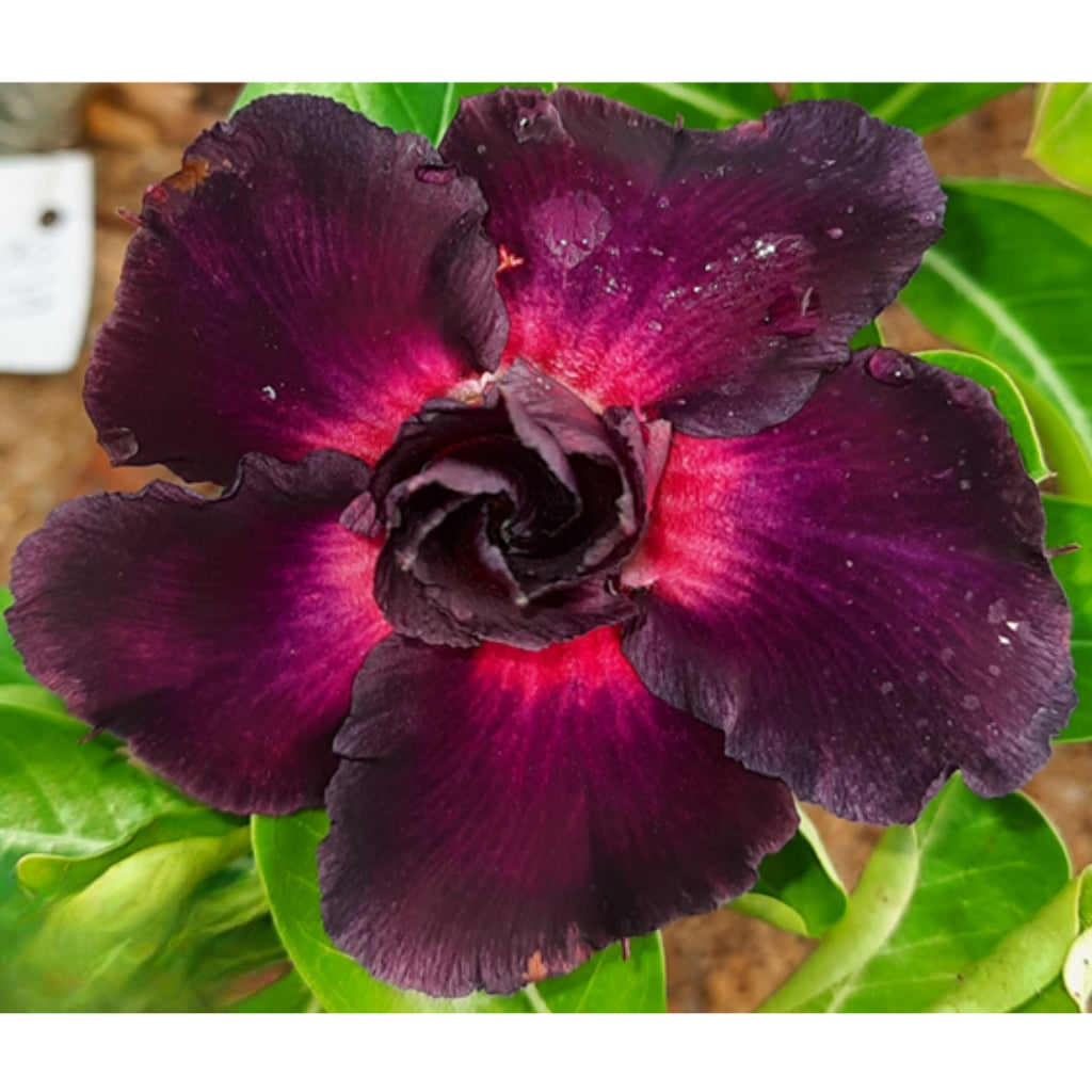 Adenium R214