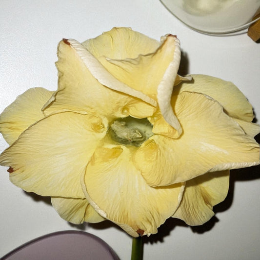 Adenium R216