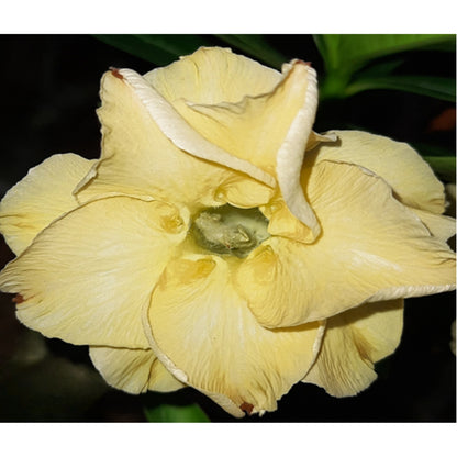 Adenium R216