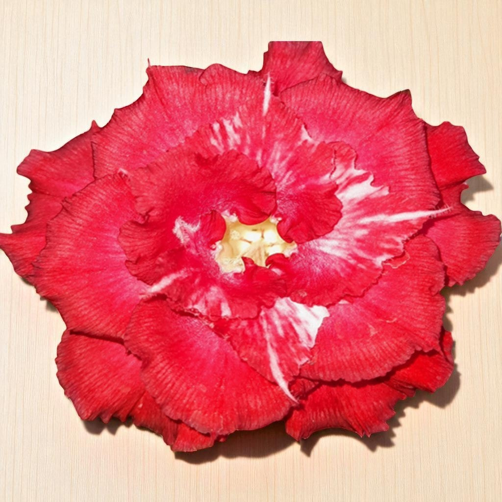 Adenium R219