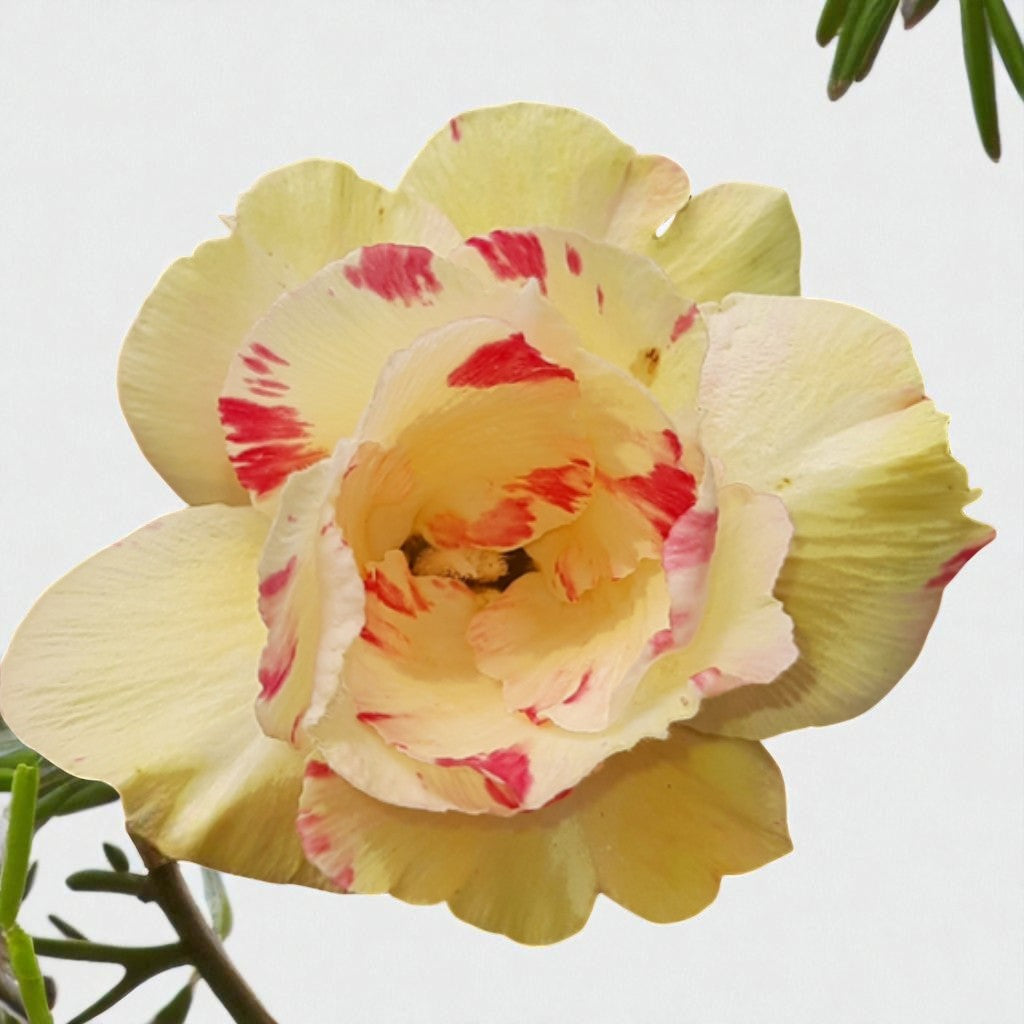 Adenium R220