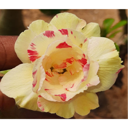 Adenium R220