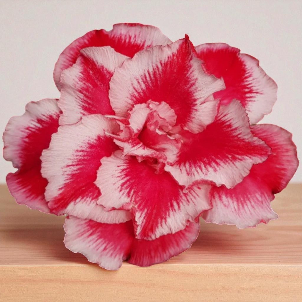 Adenium R221