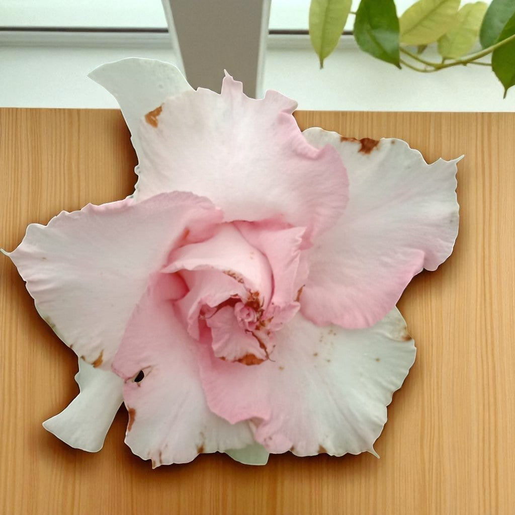 Adenium R222