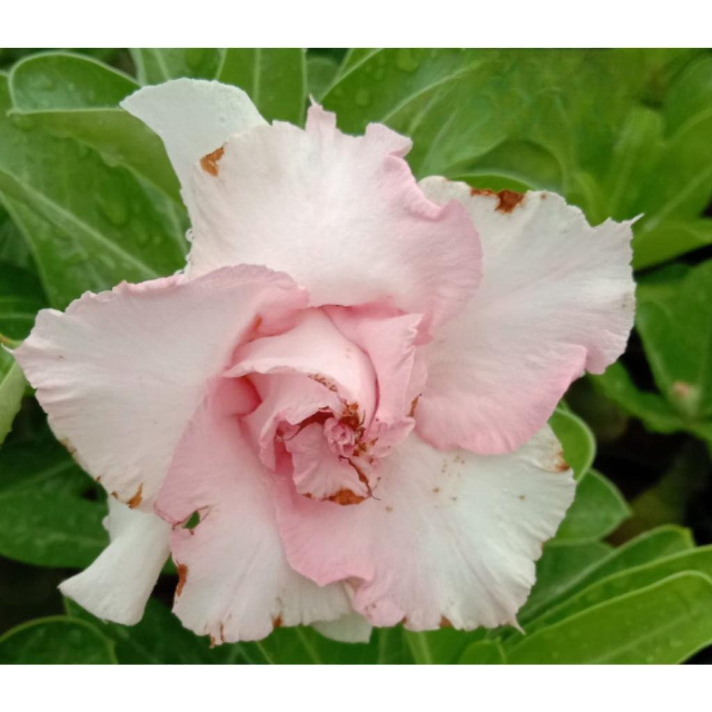 Adenium R222