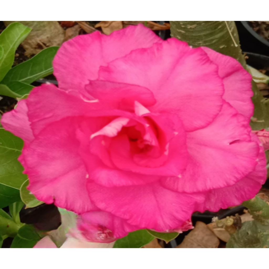 Adenium R224