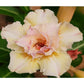 Adenium R225
