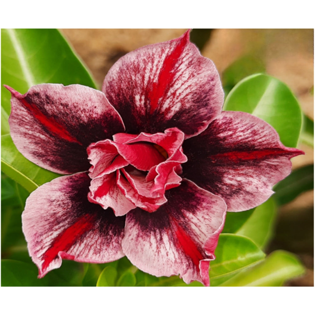Adenium R227