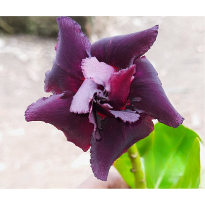 Adenium R228