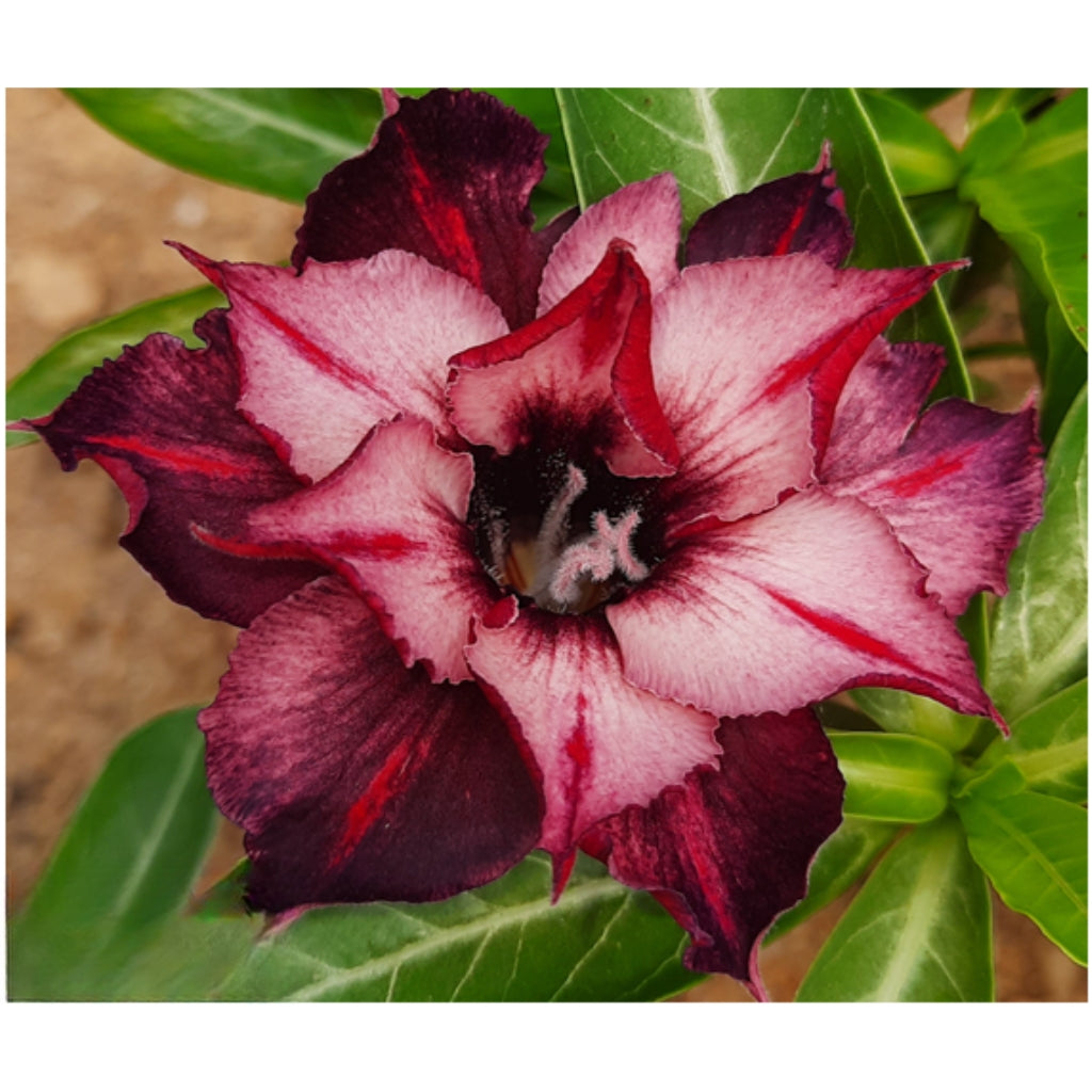 Adenium R229