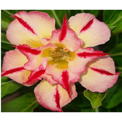 Adenium R23
