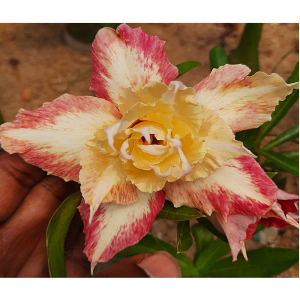 Adenium R230
