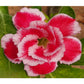 Adenium R232