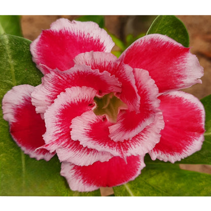 Adenium R232