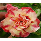 Adenium R235