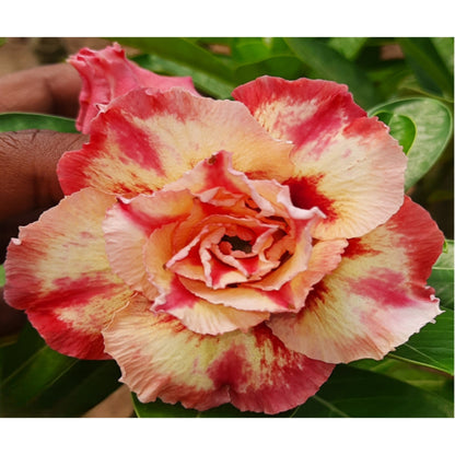 Adenium R235